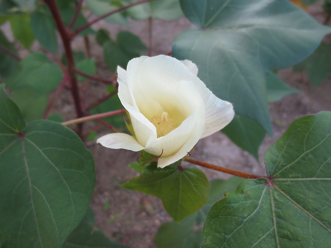 목화 이미지